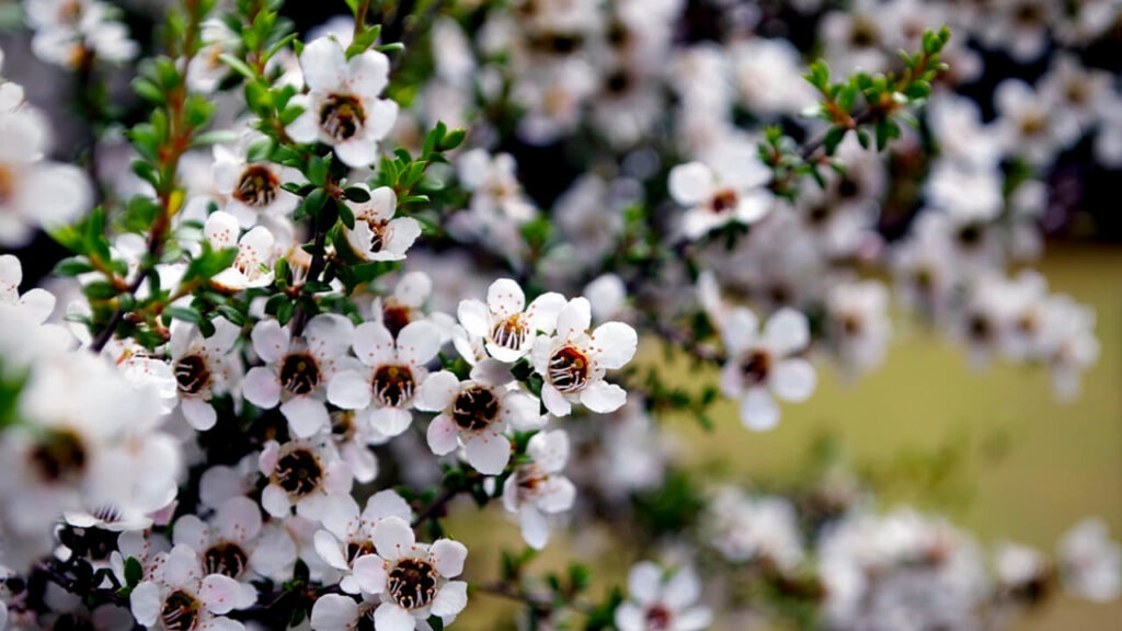 manuka honey flowers on bush