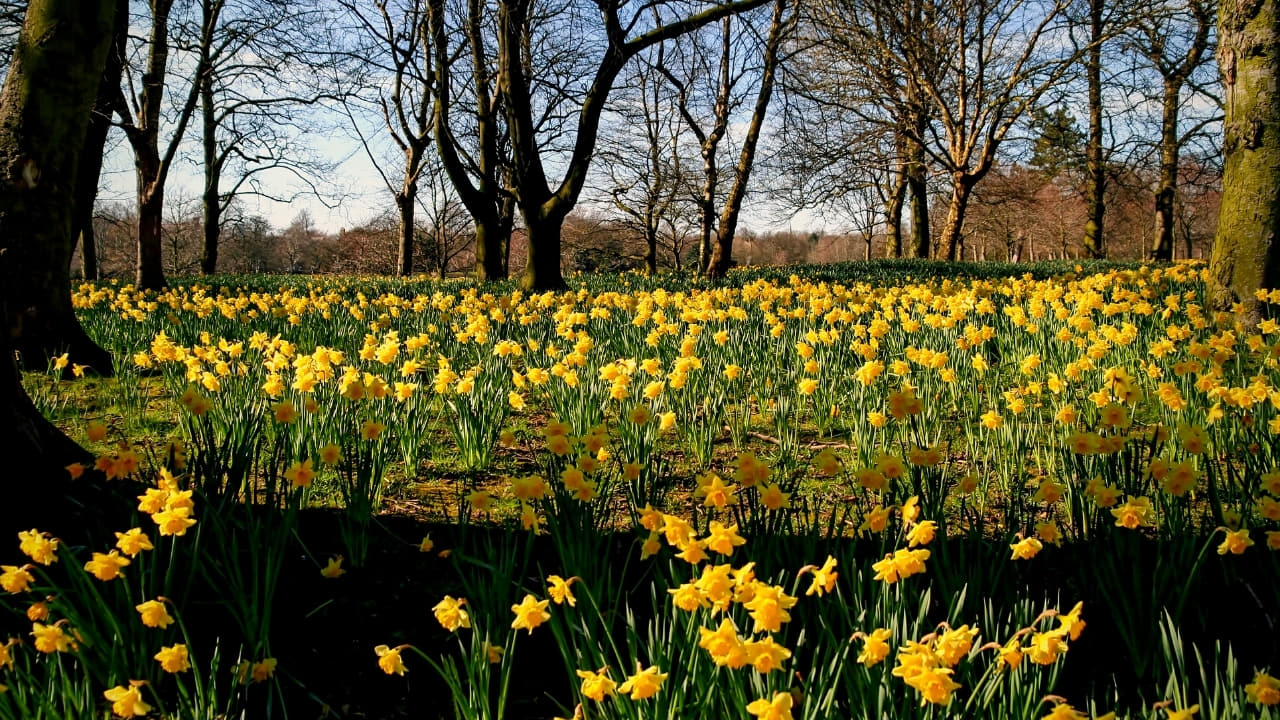 8 Flower Bulb Planting Design Ideas Natural Living Blog Natural Home