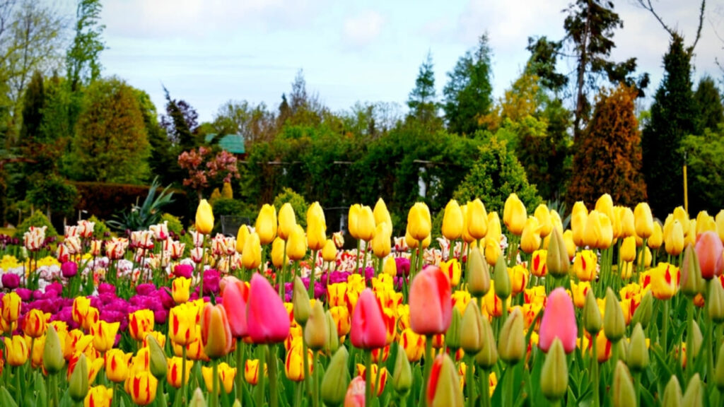 tulip bulb planting design