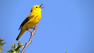 yellow warbler singing on a branch