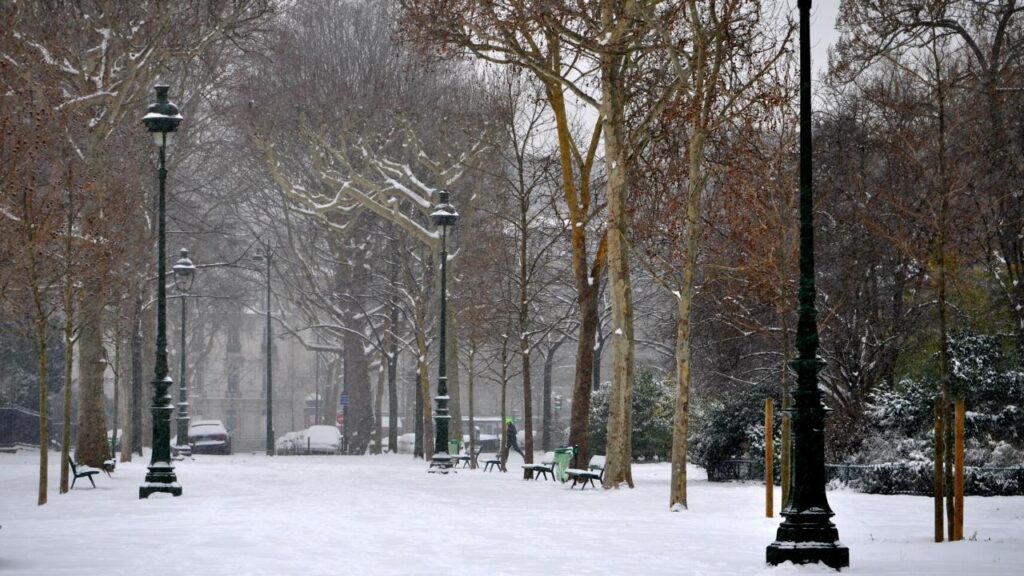 trees in snowy winter park