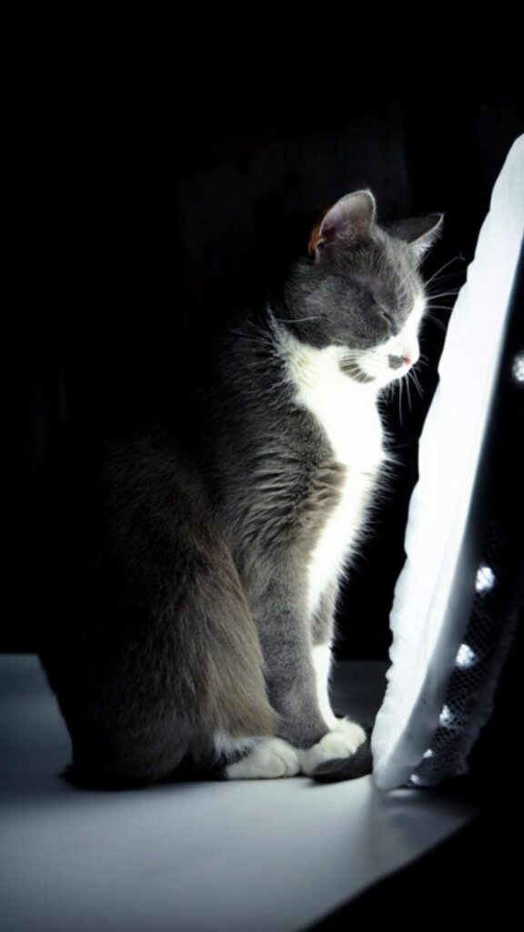 cat sitting on front of light therapy lamp