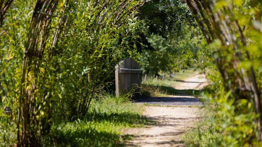 living willow archway