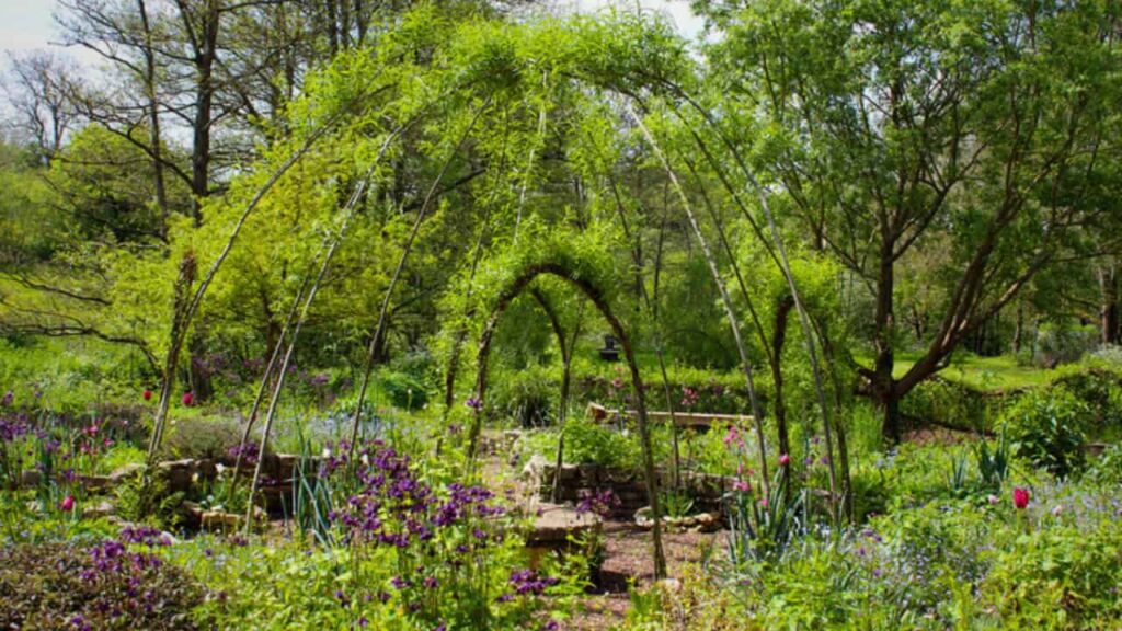 living willow obelisk