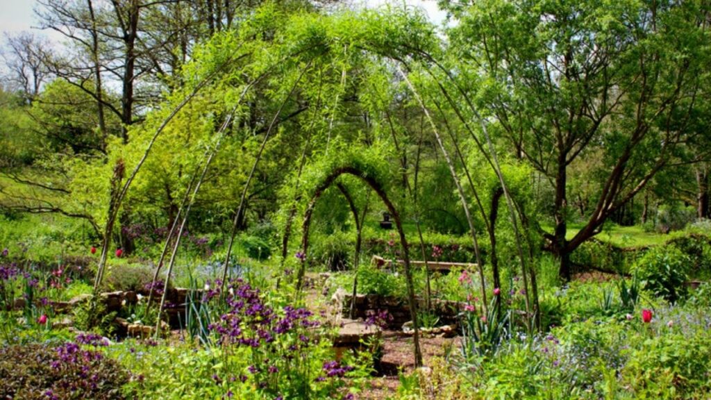 willow dome growing in garden