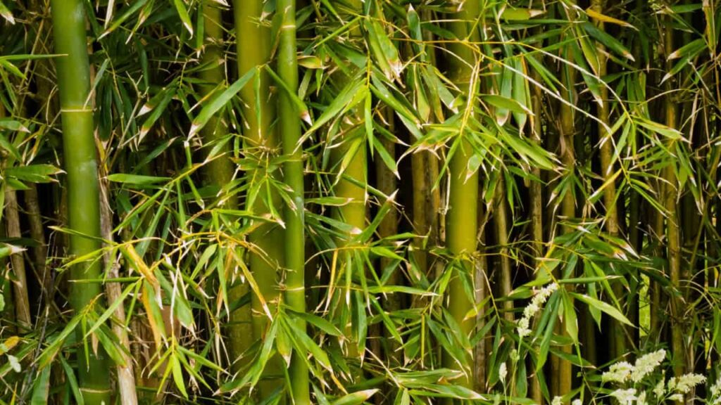 living willow structures