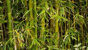 living willow structures