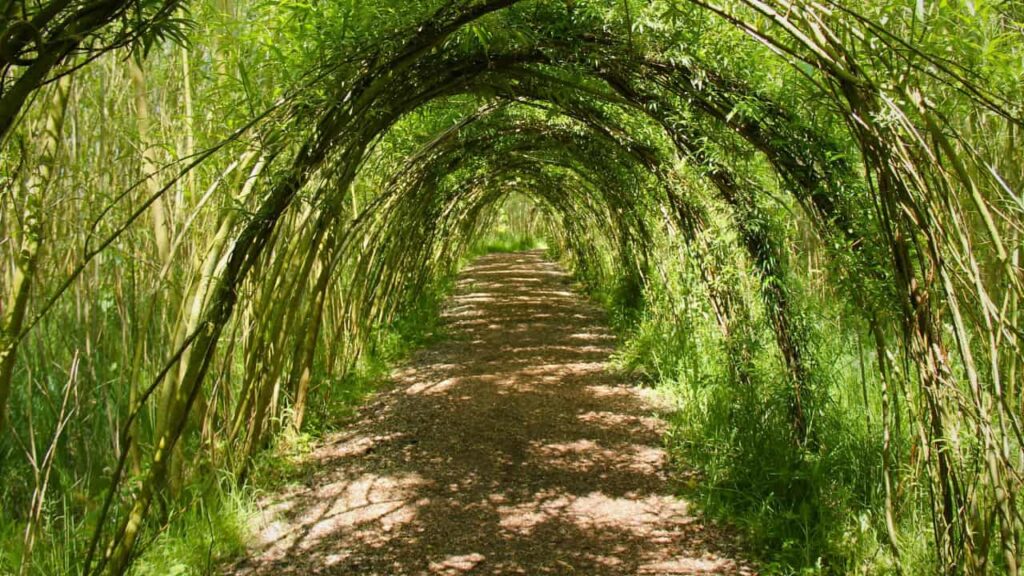 willow tunnel ideas