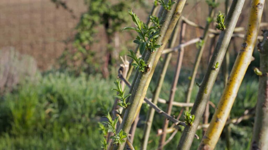 living willow withies