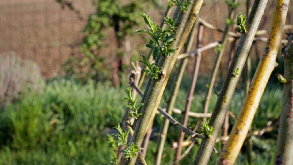 bottom part of willow obelisk in grass