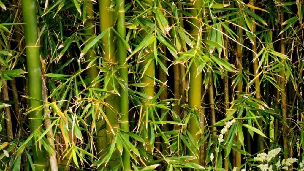 healthy green willow tree leaves