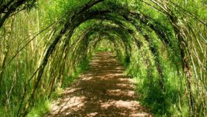 large willow tunnel over path