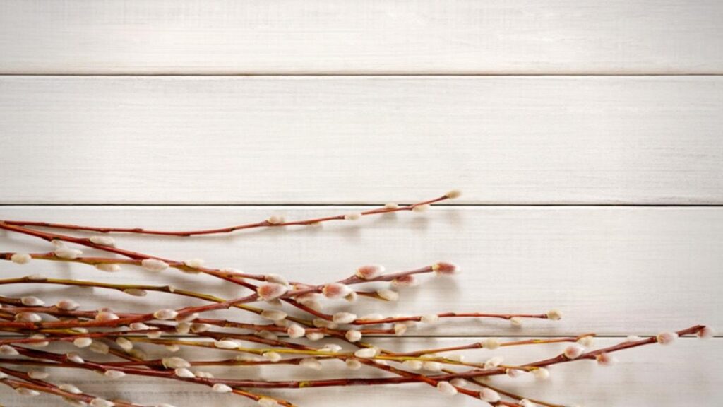 willow branches on white wooden background