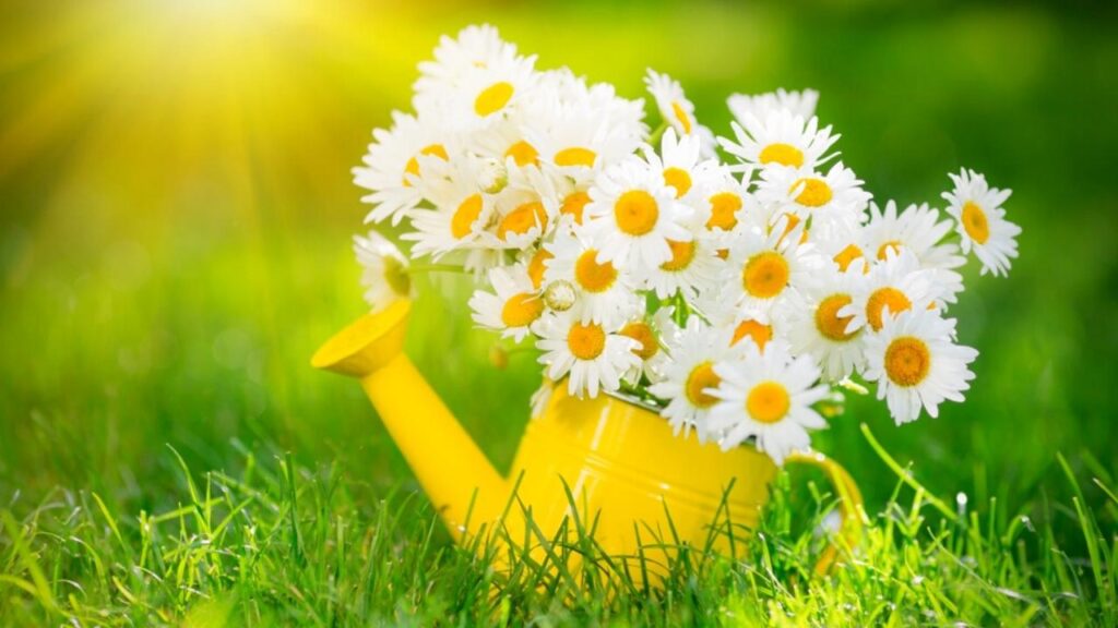 spring flowers in a yellow watering can