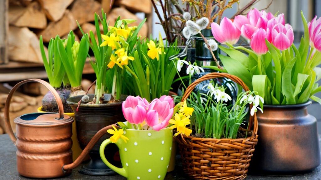 spring flowers growing in baskets, pots and green jug