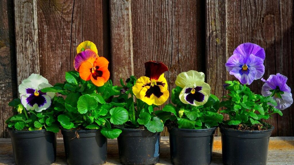 a row of pots with colourful spring flowers