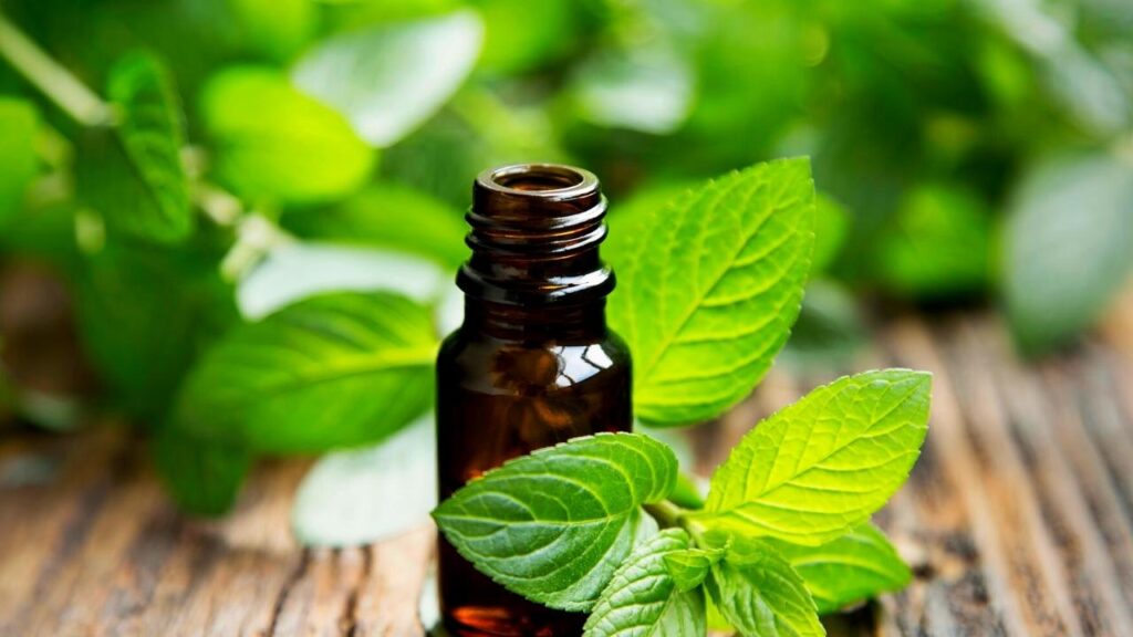 bottle of peppermint essential oils with peppermint leaves