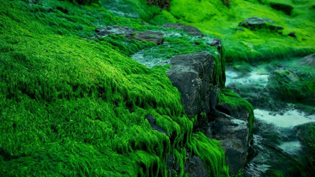 green seaweed growing on rocks beside sea