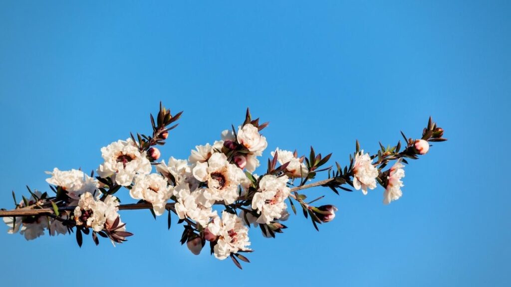 manuka tree branch on blue background