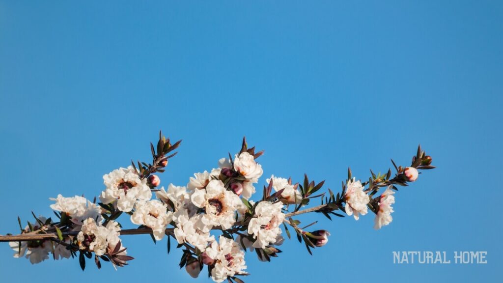 best manuka honey brands