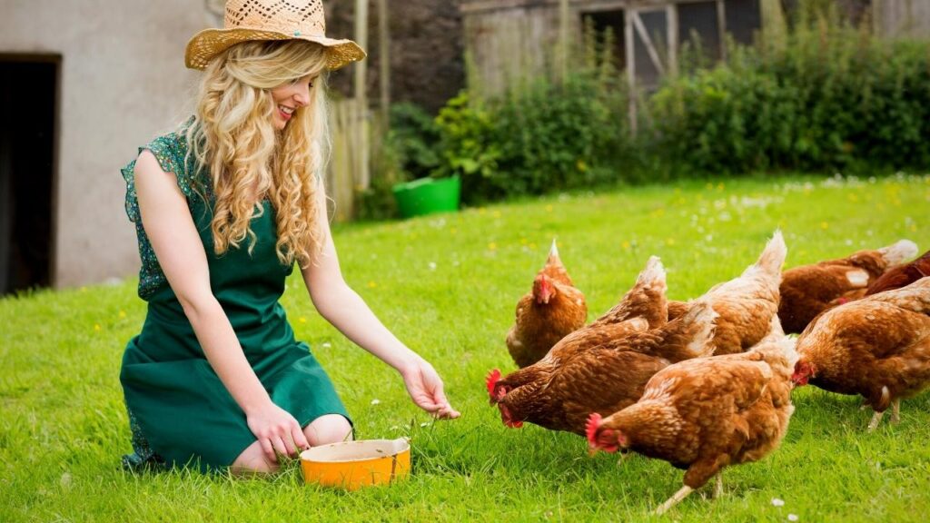 woman feeding hens by hand