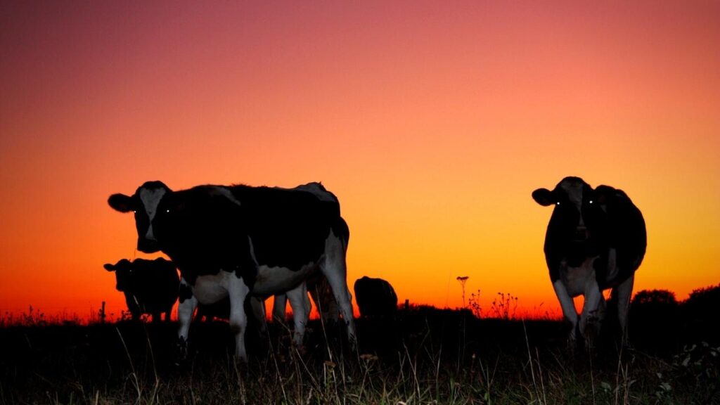 cows in field with background sunset