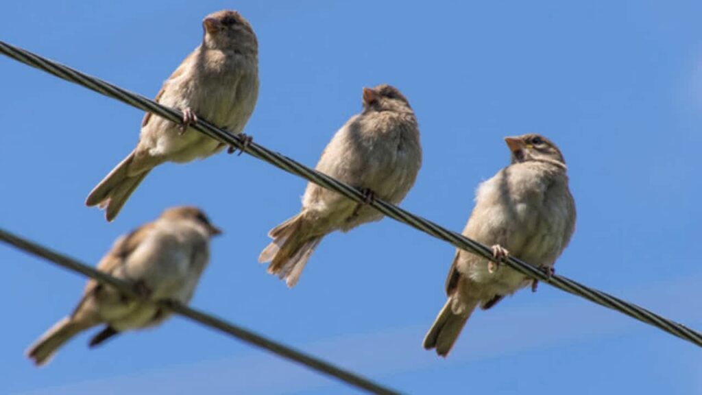 bird chirp alarm