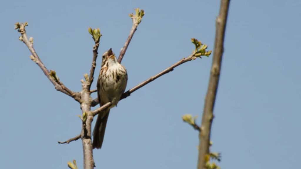 bird sounds alarm