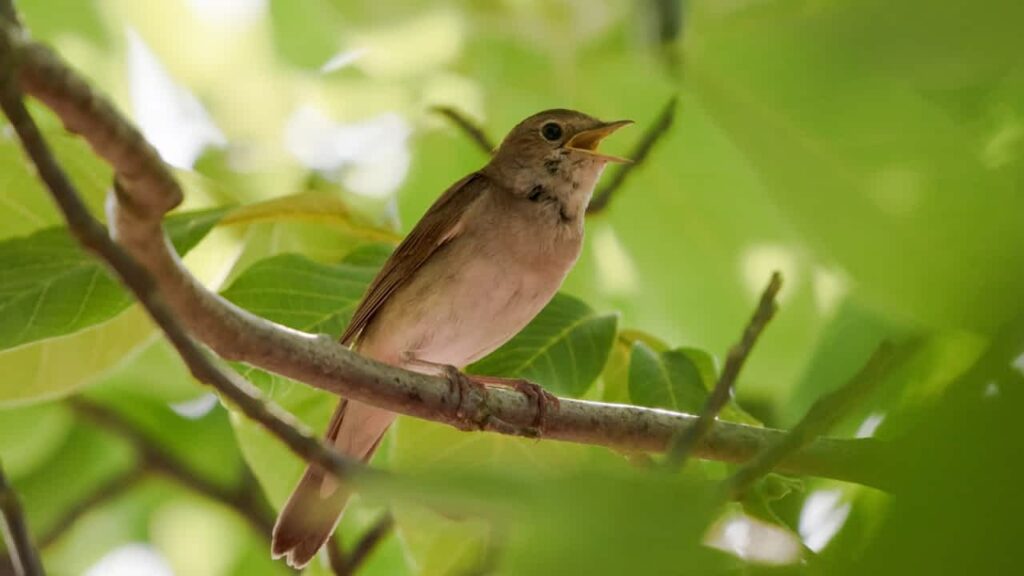 bird sounds alarm clock