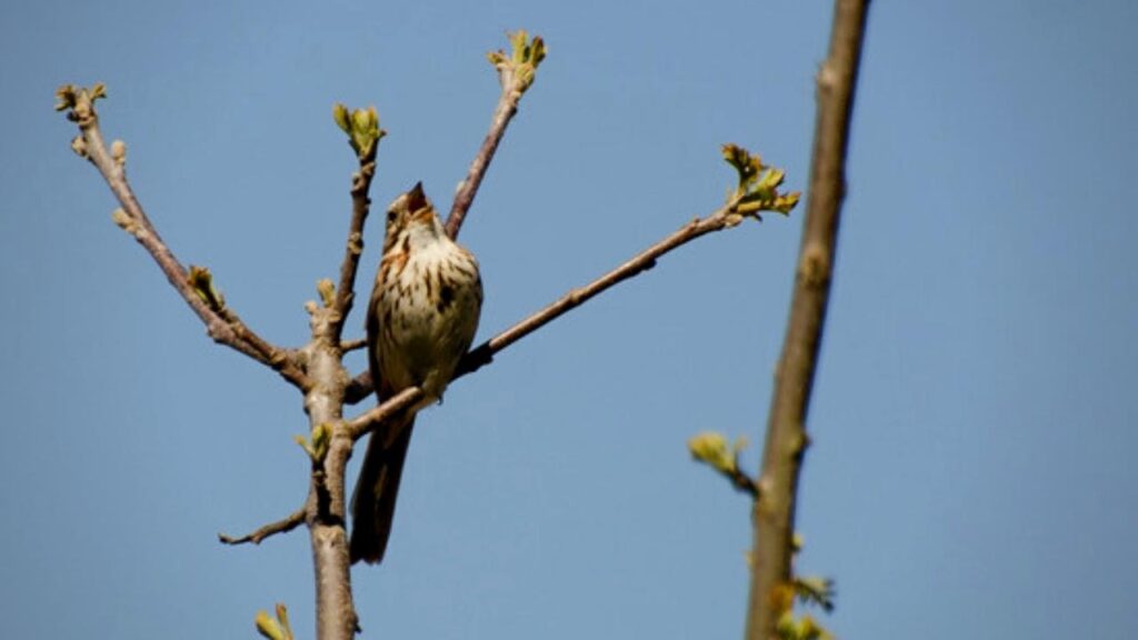 bird singing on a branch with blue skies