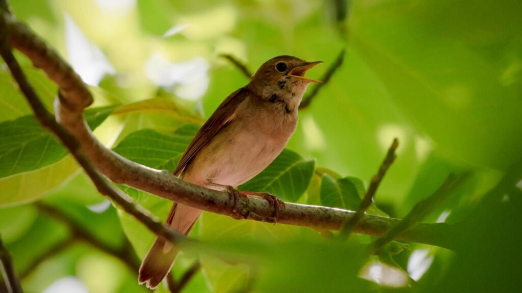 nightingale singing on a branch