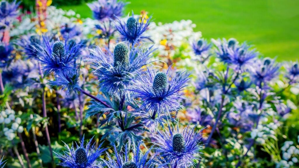 blue sea holly in flowerbed
