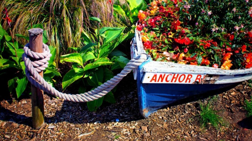 flowers growing in blue wooden boat