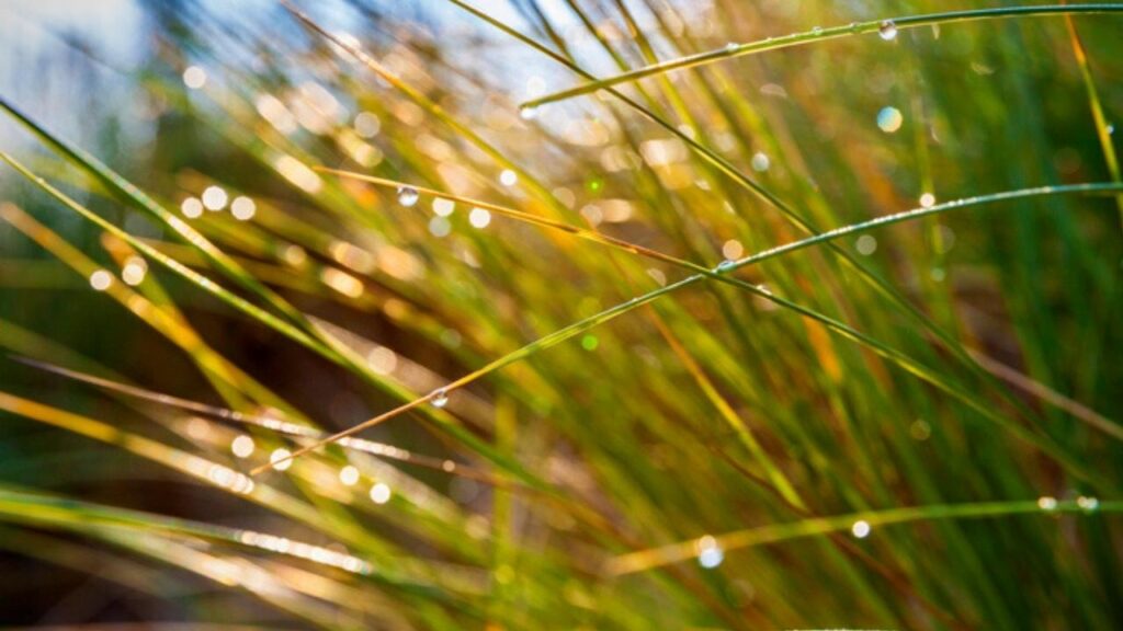 close up of marram grass
