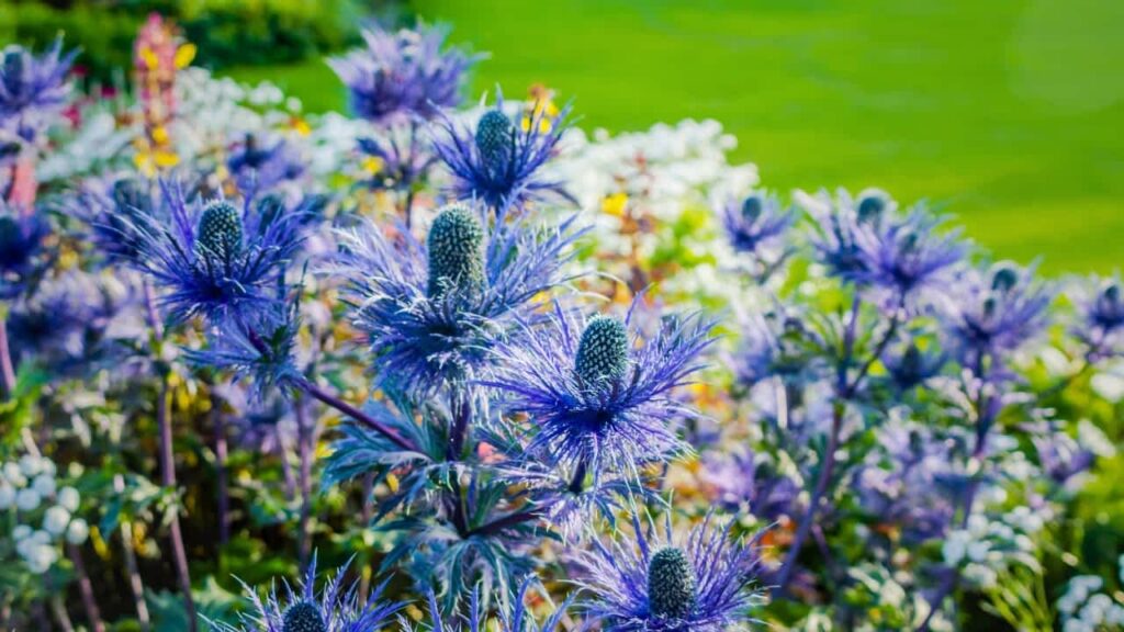 coastal garden ideas