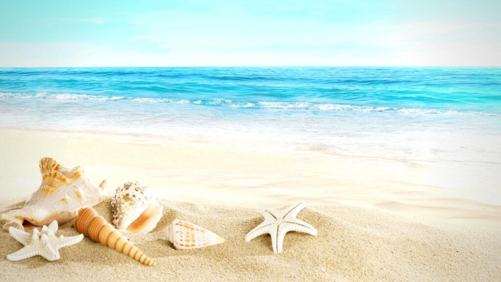 starfish and shells on sand