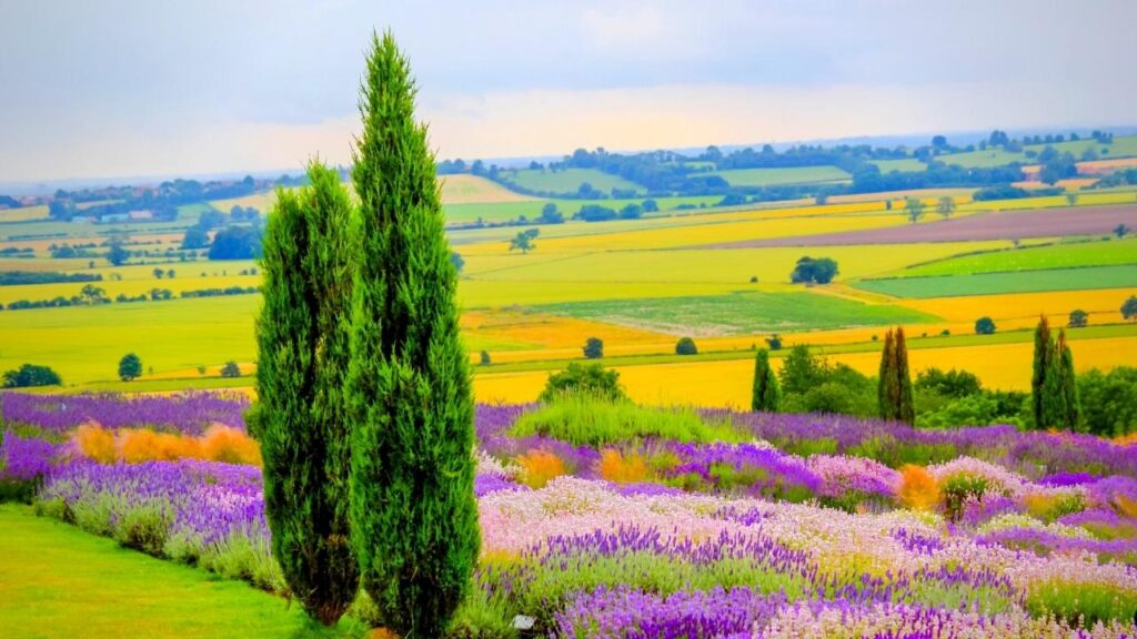 landscape of trees and lavender flowers
