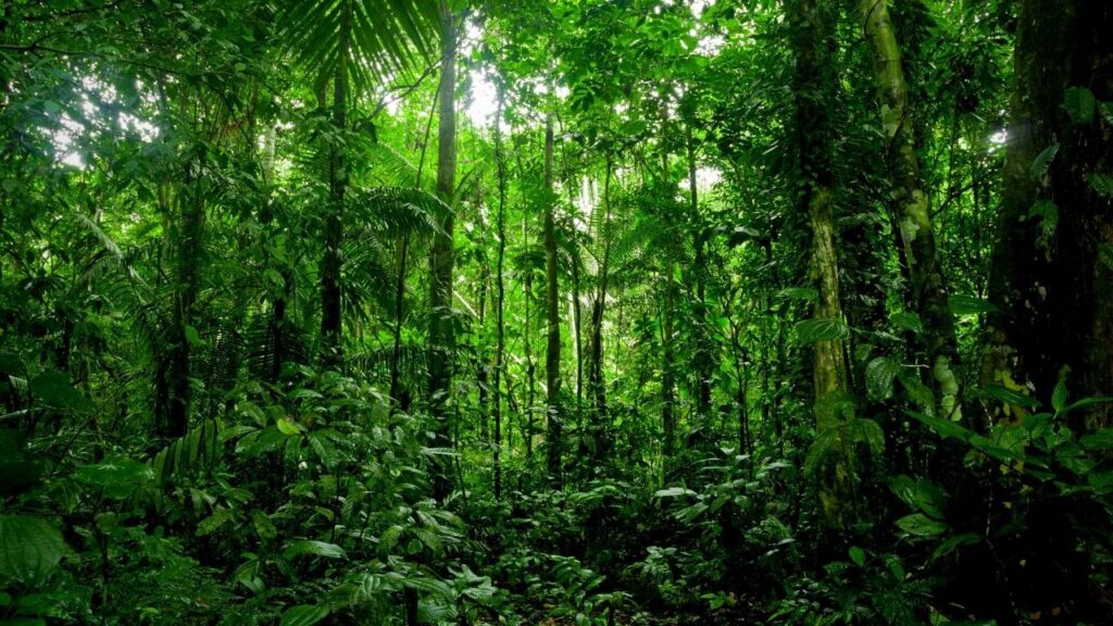 greenery in Amazon rainforest