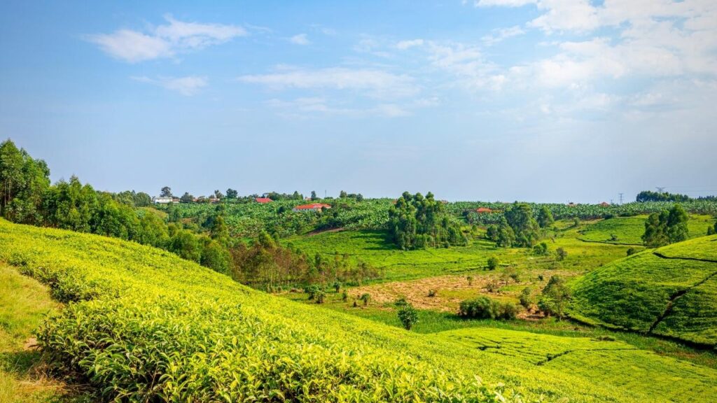 landscape view of tea plantation