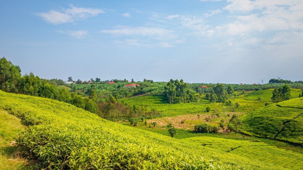 what is red bush tea