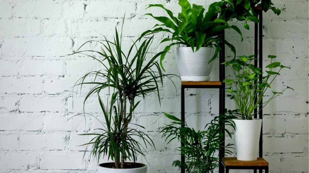 green houseplants on shelves