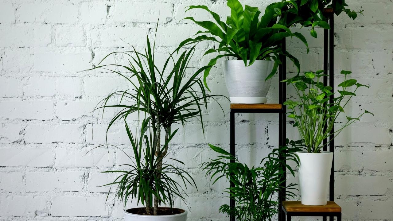The Best 17 Air Purifying Plants to grow indoors Natural Living Blog