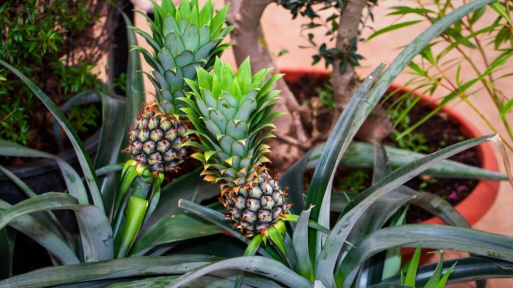 air purifying houseplants