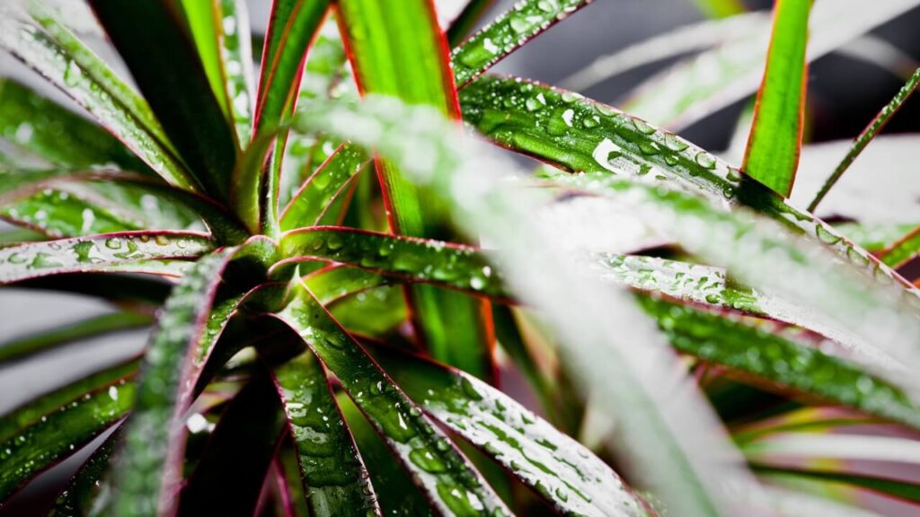 air purifying houseplants