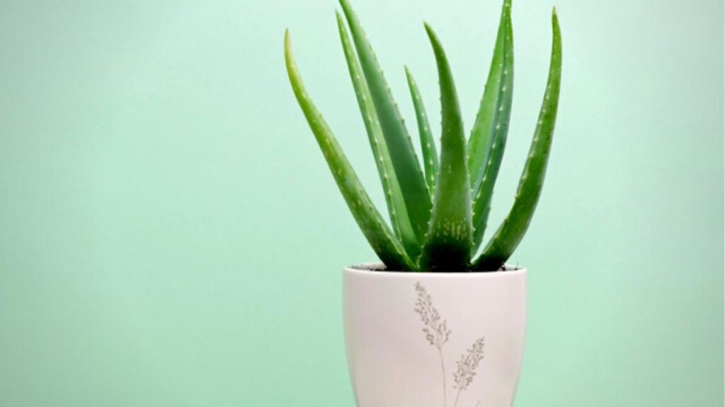 aloe vera plant in white pot