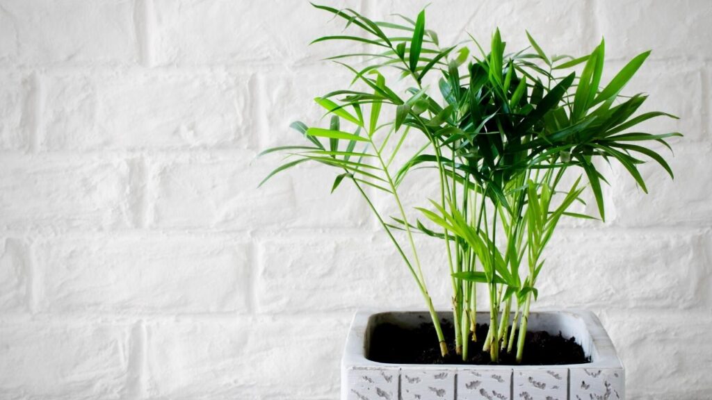 bamboo palm plant in square pot with white brick wall background