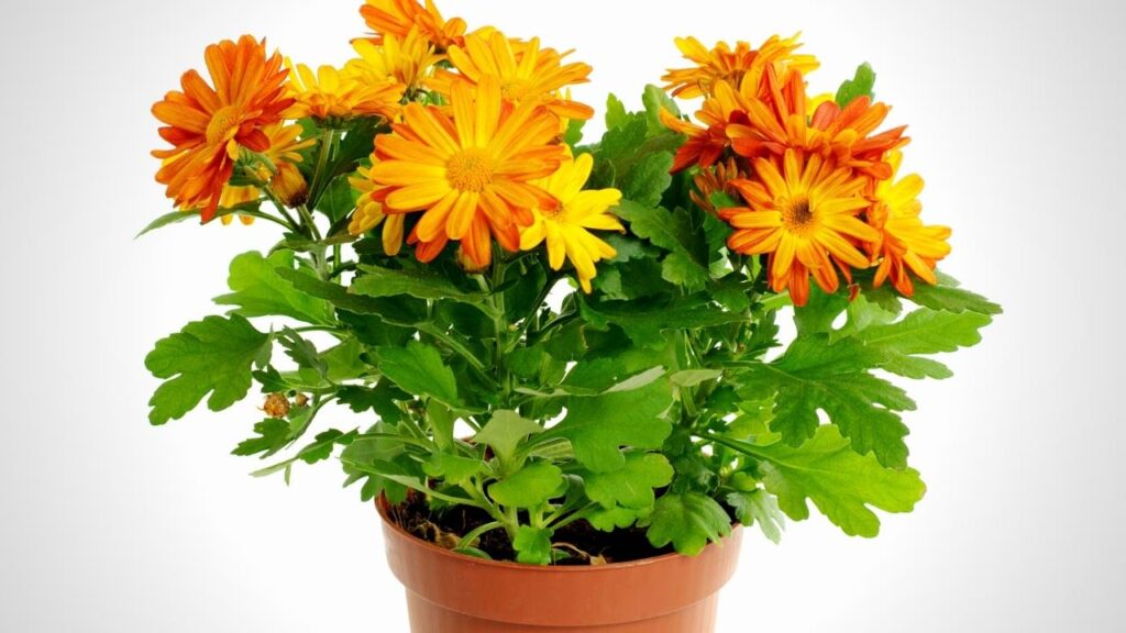 orange barberton daisies in brown pot