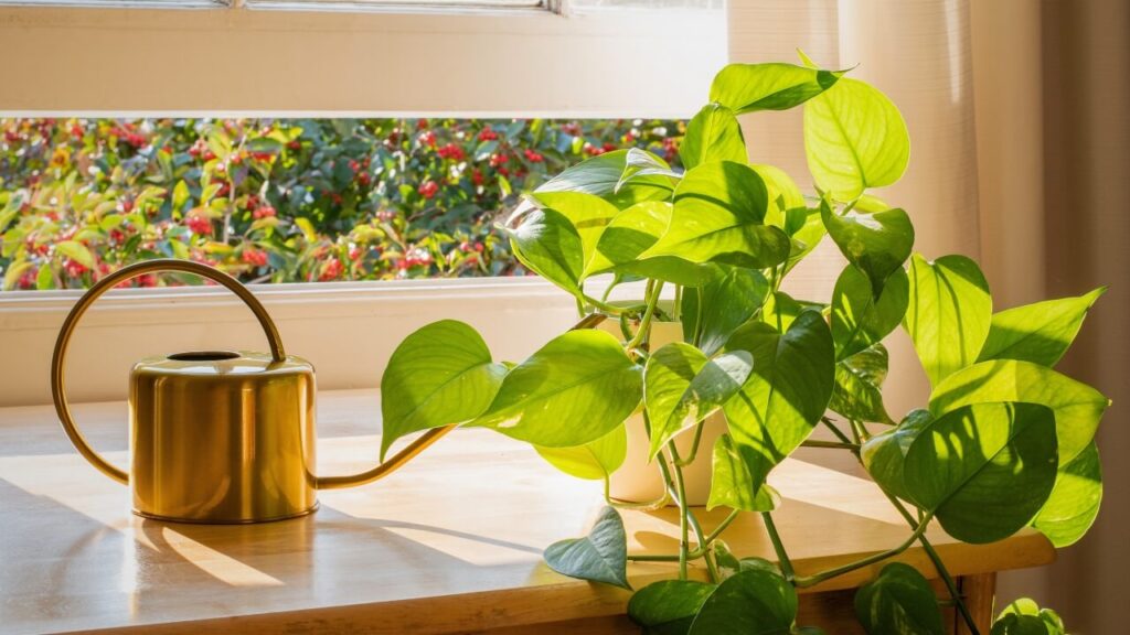 best air filtering houseplants