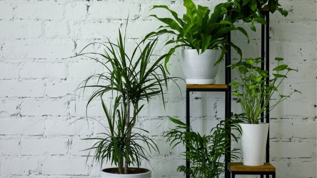 best air purifying plants