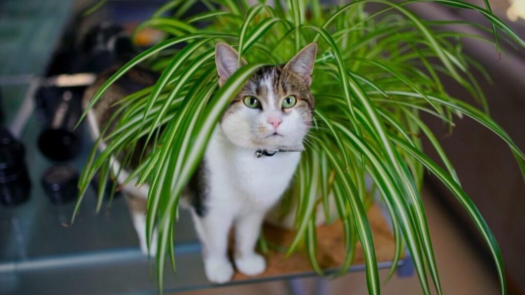 best air filtering plants for home